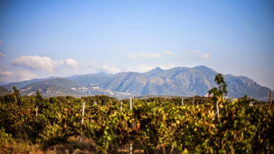 Domaine Vecchio - Ile de Beauté