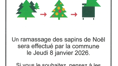 RAMASSAGE DES SAPINS DE NOEL