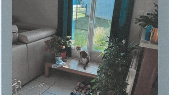 CHATTE PERDUE