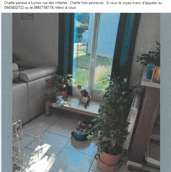 CHATTE PERDUE